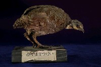 藏品(深山竹雞)的圖片